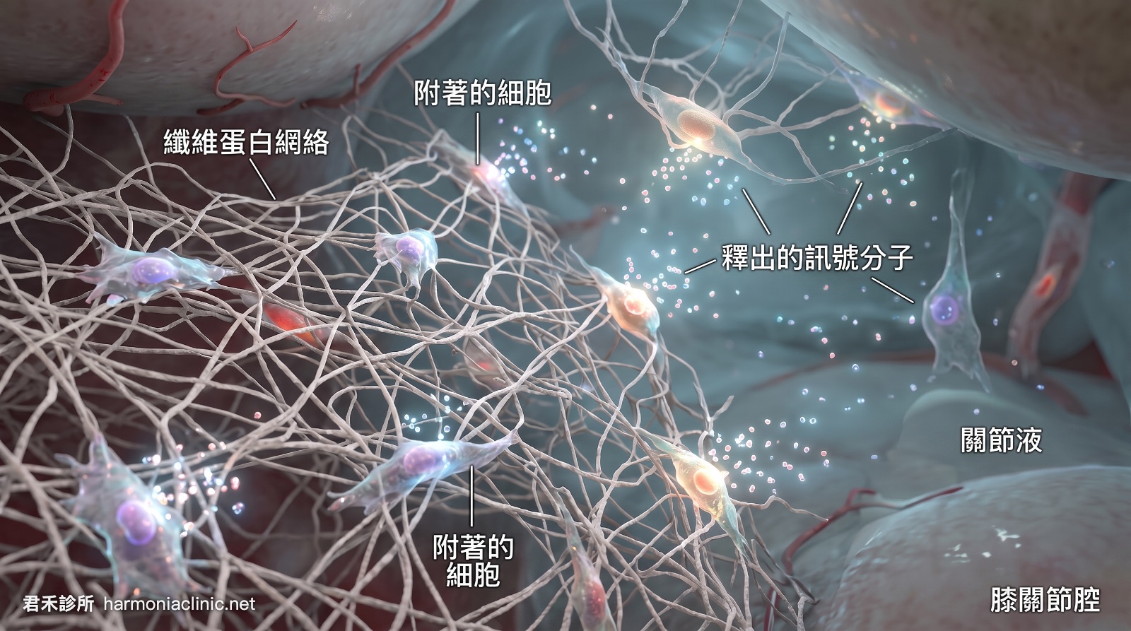 自體骨髓（BMA）與骨髓濃縮液（BMAC），到底差在哪裡？